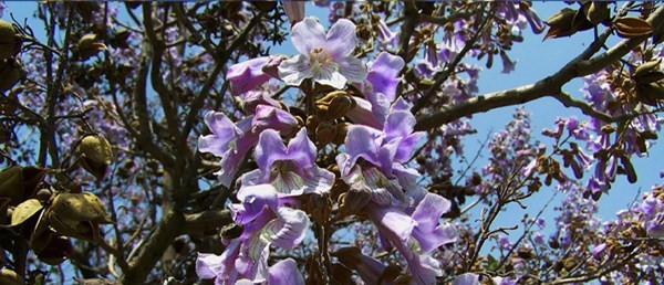 شکوفه های پالونیا دمنوش پالونیا هیبرید گل های درخت پالونیا هیبرید شکوفه نهال پالونیا گل پالونیا