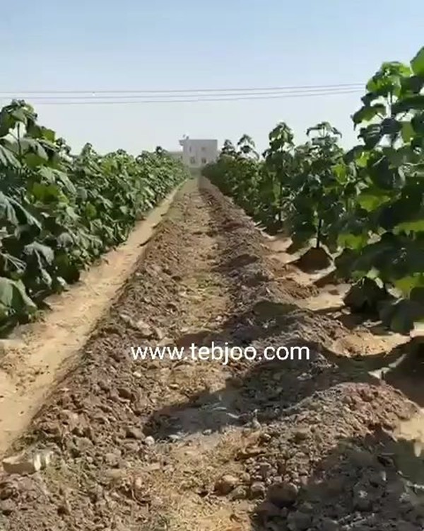 درخت پالونیا هیبرید طب جو زراعت چوب پالونیا هیبرید اصلاح شده نهالستان پالونیا هیبرید تولید پالونیا
