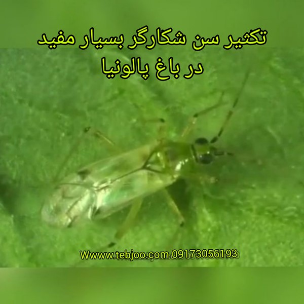 سن های شکارگر بسیار مفید ، کفشدوزک ها ، کشاورزی سالم و پیشگیری طبیعی ارگانیک مبارزه سالم با آفات در مزارع درخت پالونیا و باغ پالونیا