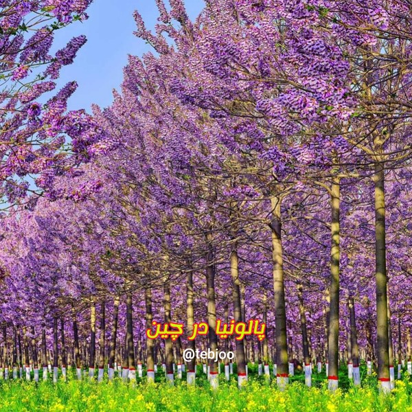 مزرعه زراعت چوب پالونیا هیبرید در کشور چین درخت پائولونیا قیمت چوب درخت پالونیا
