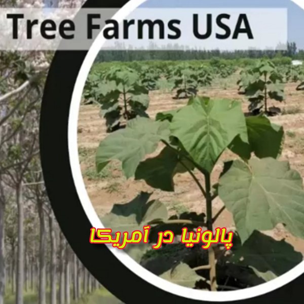 زراعت چوب پالونیا هیبرید در کشور آمریکا درخت پائولونیا در وزارت کشاورزی آمریکا