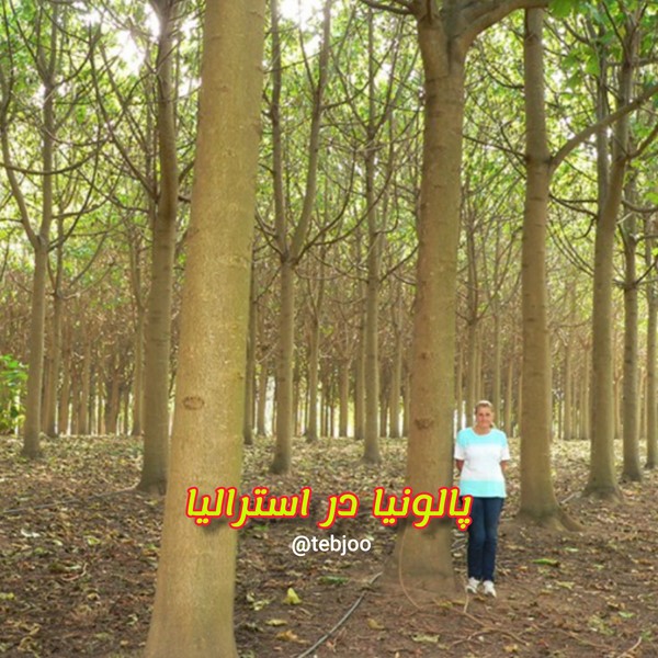 چوب درخت پالونیا هیبرید شیراز نهال زراعت چوب پائولونیا ایران