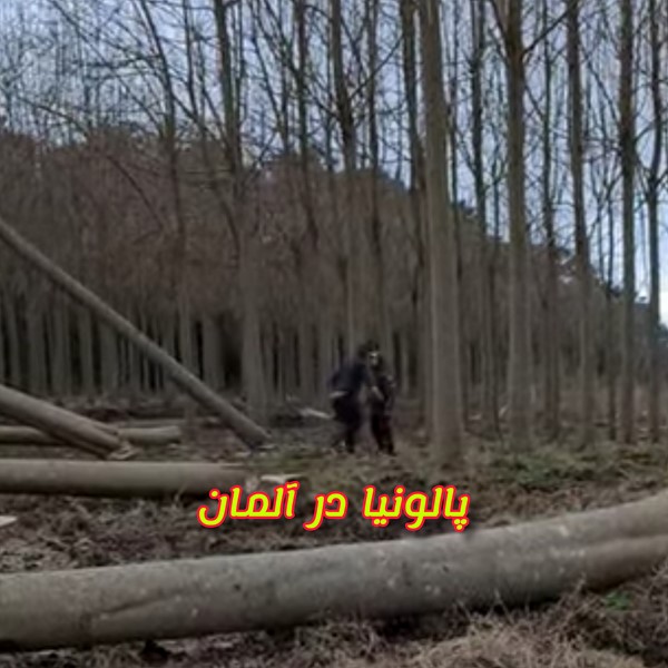 زراعت چوب پالونیا هیبرید نهال درخت پائولونیا جنگل چوب صنعتی پالونیا در ایران پالونیا