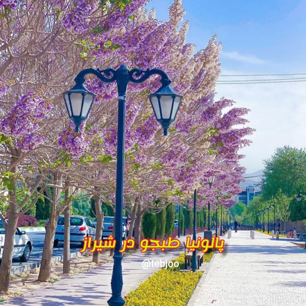 نهال پالونیا هیبرید شیراز درخت پائولونیا ۵ ساله ایران گل شکوفه پالونیا