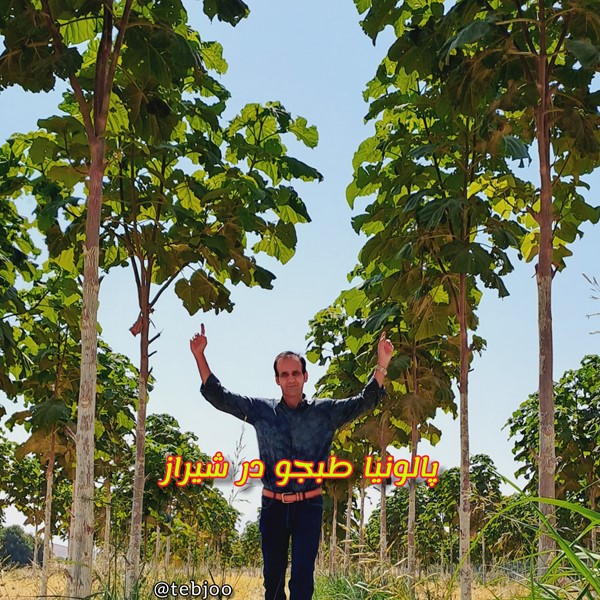 زراعت چوب پالونیا هیبرید شیراز ایران قیمت انواع نهال پالونیا پائولونیا