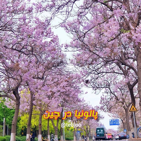درخت پالونیا فضای سبز شهری گلهای زیبای درخت پالونیا چین چوب پالونیا کشور China paulownia