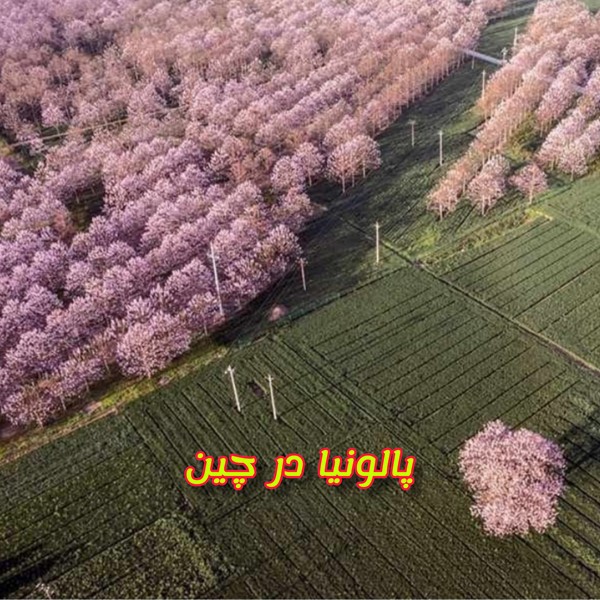 زراعت چوب پالونیا گل های درخت پائولونیا کشت تلفیقی
