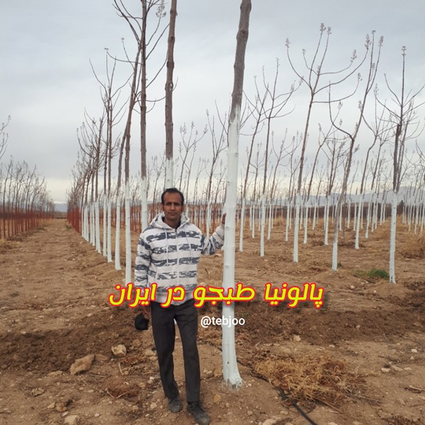 زراعت چوب پالونیا هیبرید در شیراز پائولونیا هیبرید اصلاح شده طبجو