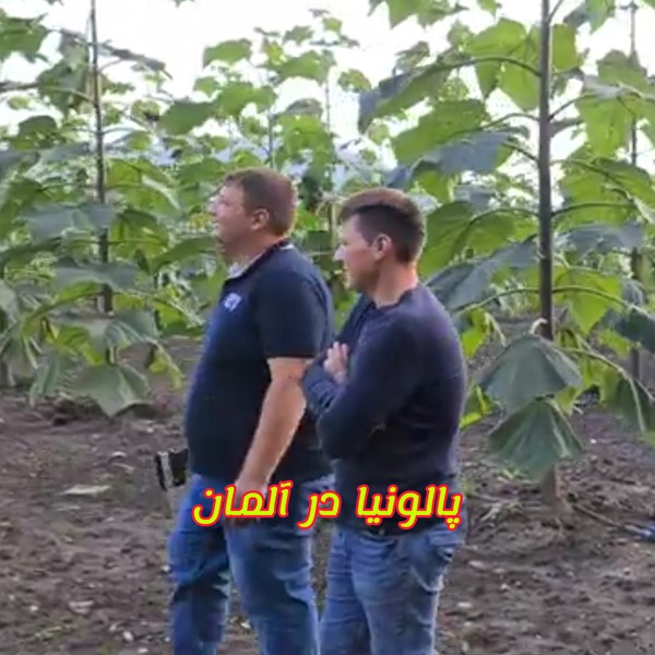 زراعت چوب پالونیا هیبرید در آلمان نهال درخت پائولونیا کشور آلمان