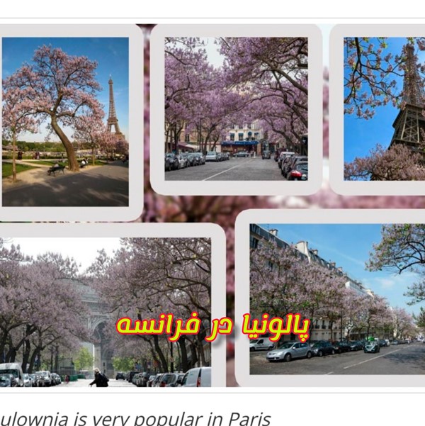 پالونیا هیبرید در کشور فرانسه فضای سبز شهری و اگروتوریسم پائولونیا