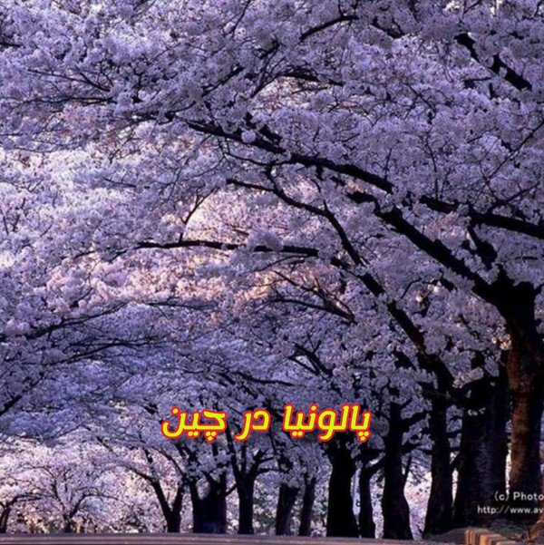 زراعت چوب پالونیا هیبرید چین فضای سبز شهری و اگروتوریسم پائولونیا