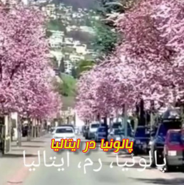 درخت پالونیا هیبرید در ایتالیا پائولونیا paulownia hybrid