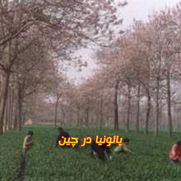 Paulownia hybrid کشت تلفیقی پالونیا و گندم در کشور چین درخت پائولونیا