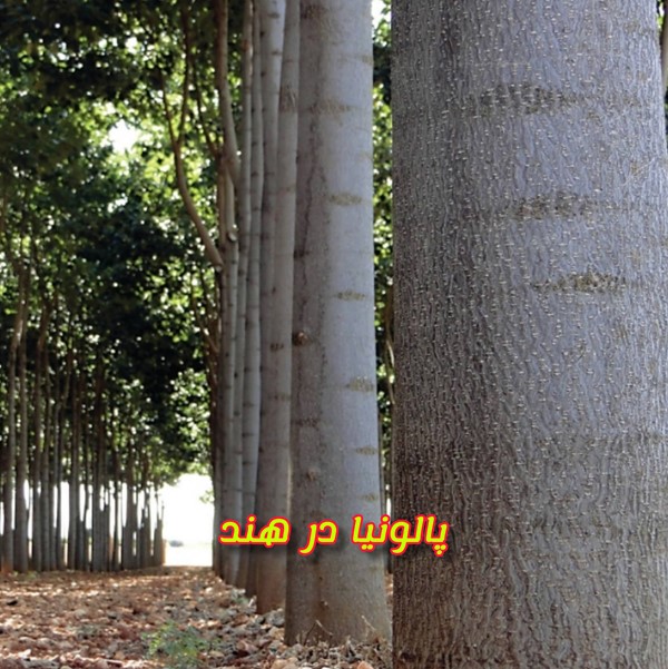 زراعت چوب پالونیا هیبرید در کشور هند پائولونیا هند paulownia نهال اصلاح شده درخت پالونیا