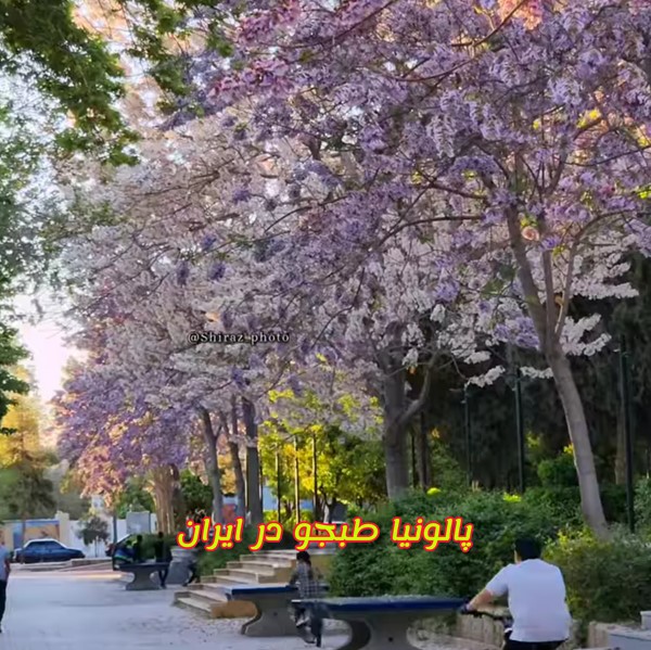 شکوفه های زیبای درخت پالونیا هیبرید اصلاح شده طبجو در فضای سبز شهری شیراز و اگروتوریسم پائولونیا