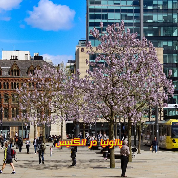 درخت بزرگ پالونیا در انگلیس منچستریونایتد paulownia hybrid