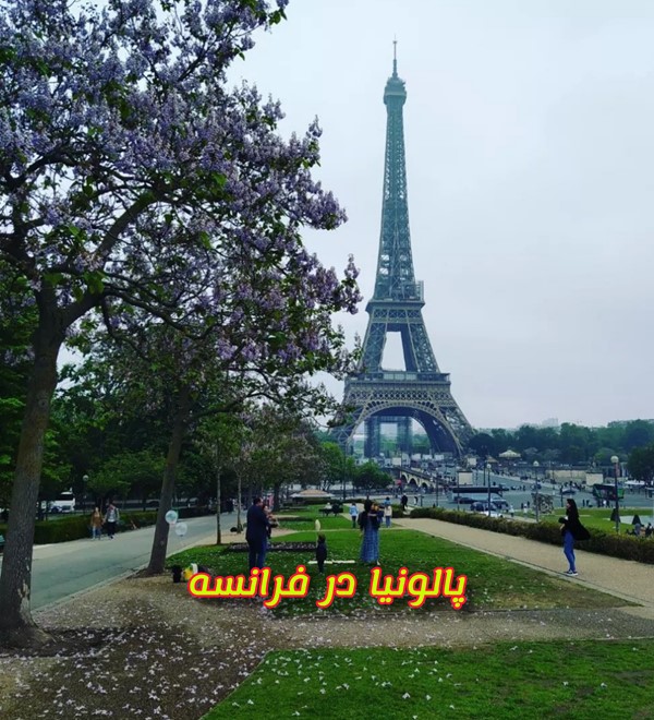 درخت بزرگ پالونیا پائولونیا در پاریس فرانسه نهال درخت پائولونیا paulownia hybrid
