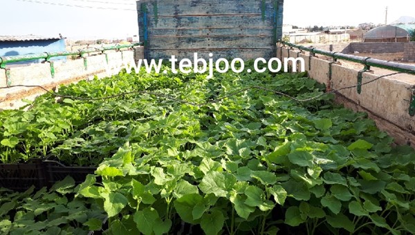قیمت انواع نهال پالونیا ، کاشت درخت پالونیا هیبرید طب جو، پالونیا چیست ؟ پالونیا فورتنی یا هیبریدی ؟