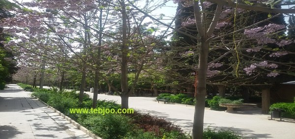 درخت پالونیا هیبرید طب جو در شیراز زراعت چوب پالونیا نهال ریشه دار پالونیا هیبرید