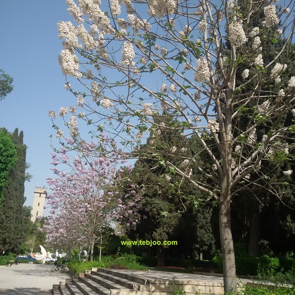 درخت پالونیا هیبرید طب جو نهال پائولونیا هیبریدی انواع نهال پالونیا هیبریدی زراعت چوب پالونیا هیبرید قیمت چوب پالونیا