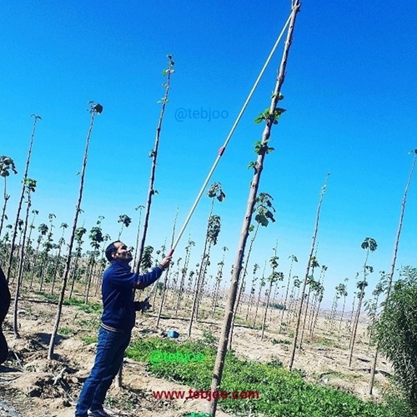 زراعت چوب پالونیا هیبرید طب جو انواع نهال پالونیا قیمت انواع نهال پالونیا درخت پالونیا کاشت درخت پالونیا هیبرید نهال گرمسیری پالونیا پالونیا شنتونگ پالونیا فورتونی انواع نهال پالونیا درخت پالونیا