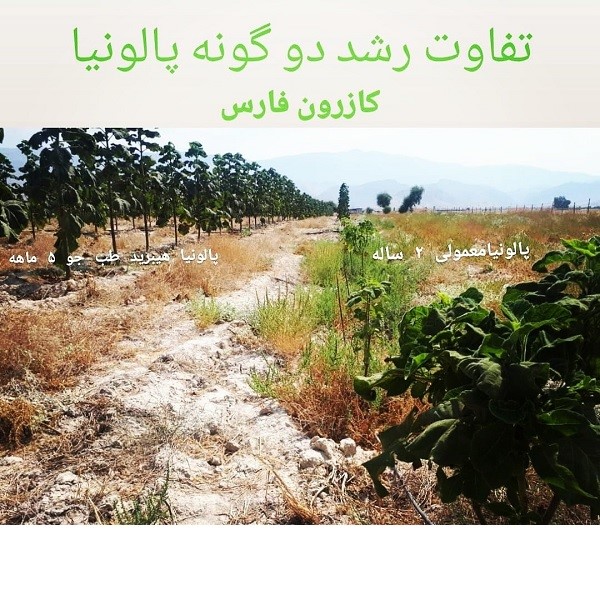 تفاوت رشد نهال پالونیا هیبرید طب جو با پالونیا فورتونی انواع نهال پالونیا درخت پالونیا هیبرید زراعت چوب پالونیا