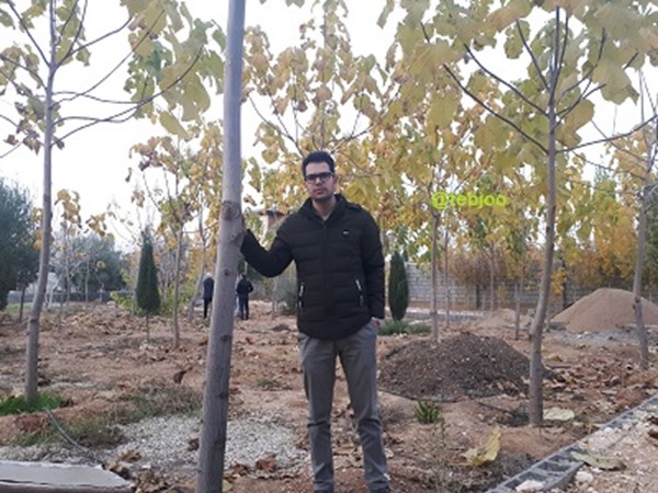باغ پالونیا درخت پالونیا هیبرید اصلاح شده طب جو انواع نهال پالونیا هیبرید مشاوره کاشت درخت