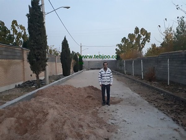 نهال پالونیا هیبرید اصلاح شده طب جو خرید و فروش پالونیا چوب پالونیا هیبرید