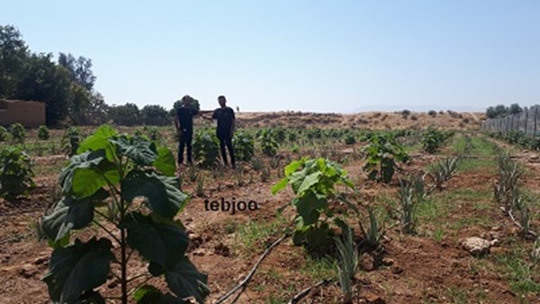 انواع نهال پالونیا درخت پالونیا هیبرید طب جو زراعت چوب پالونیا هیبرید طب جو