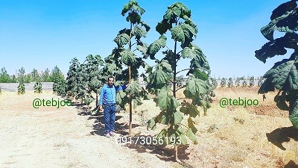 کاشت درخت پالونیا هیبرید طب جو نهال پائولونیا