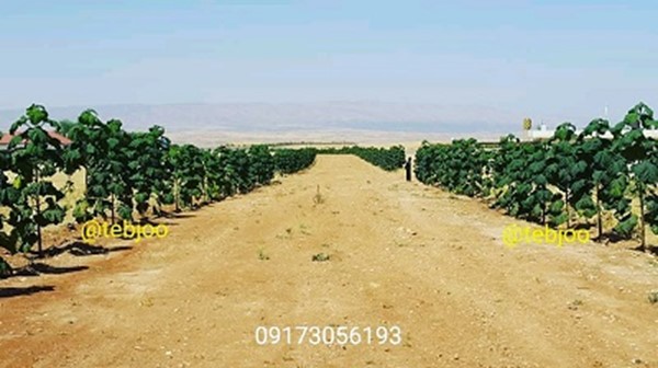 زراعت چوب پالونیا هیبرید طب جو درخت پالونیا نهال پالونیا هیبریدی