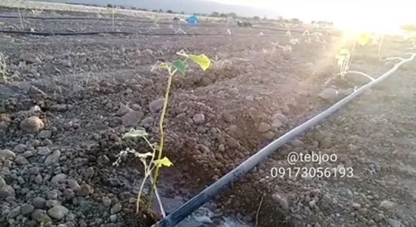 زراعت چوب پالونیا هیبرید طب جو انواع نهال پالونیا درخت پالونیا هیبریدی قیمت انواع نهال پالونیا درخت پالونیا هیبرید
