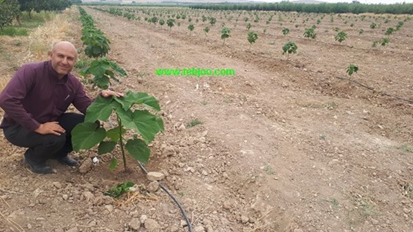 زراعت چوب پالونیا هیبرید طب جو نهال پائولونیا هیبریدی انواع نهال پالونیا درخت پالونیا هیبرید کاشت درخت پالونیا هیبرید اصلاح شده طب جو