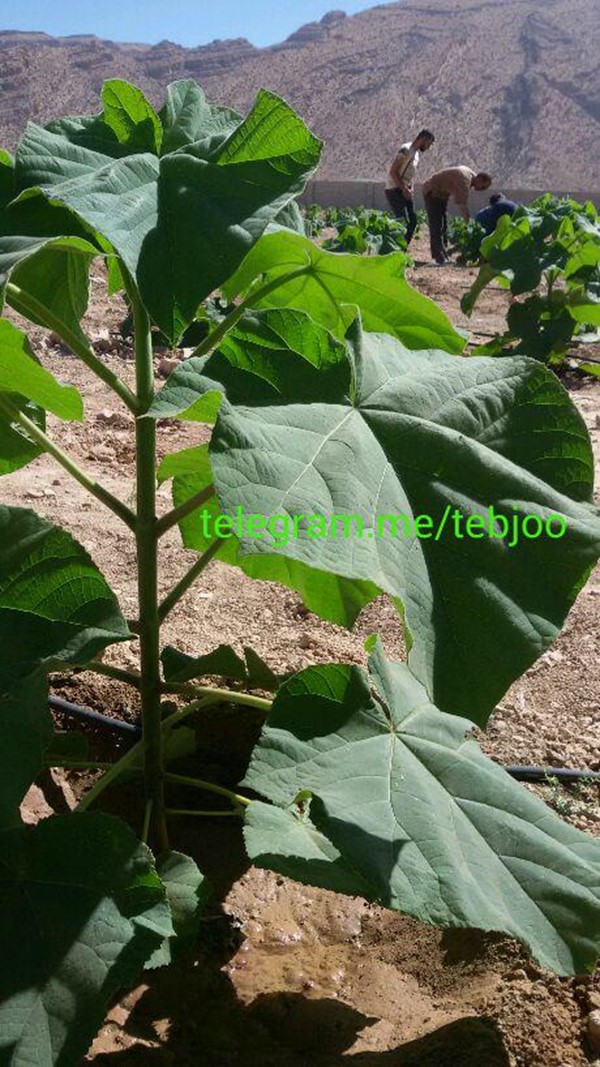 قیمت نهال پالونیا هیبرید اصلاح شده طب جو انواع نهال پالونیا درخت پالونیا هیبرید