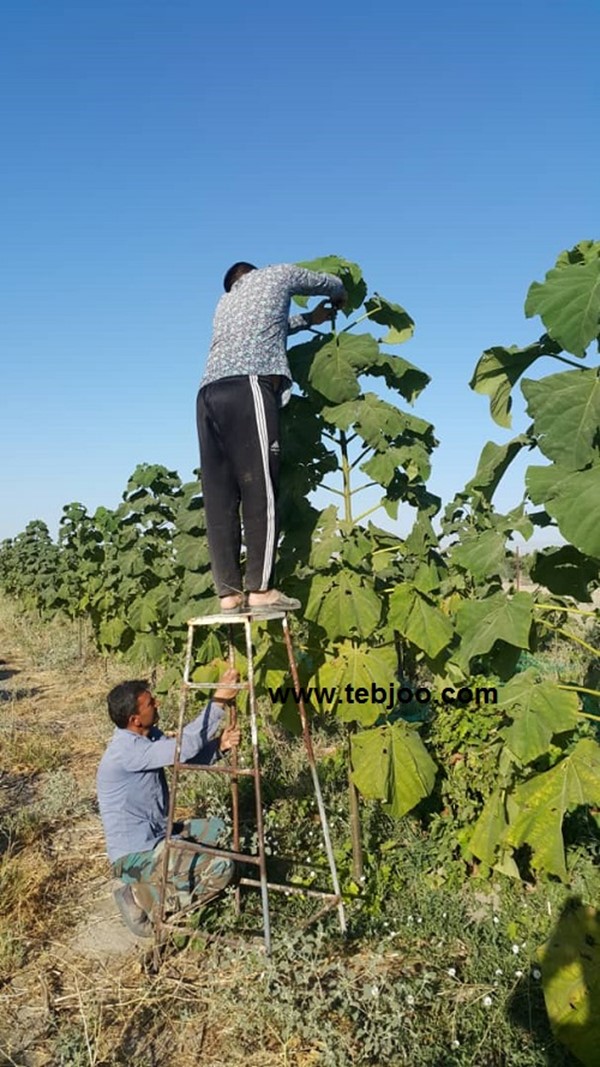چوب پالونیا چوب روسی انواع مختلف چوب قیمت تخته چهار تراش پالونیا رامبری پالونیا الوار پالونیا درخت پالونیا زراعت چوب پالونیا هیبرید طب جو نهال پائولونیا هیبریدی انواع نهال پالونیا درخت پالونیا هیبرید طب جو خرید و فروش چوب پالونیا کاشت درخت پالونیا هیبرید اصلاح شده پالونیا شیراز پالونیا هیبریدی درخت پالونیا نهال پالونیا هیبرید شنتونگ پالونیا فورتونی انواع نهال پالونیا