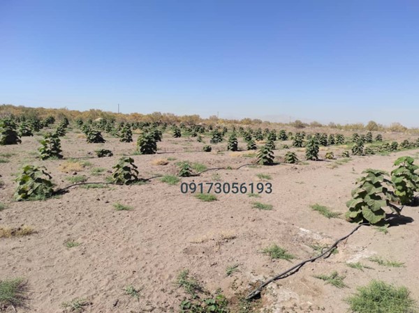 پروژه زراعت چوب پالونیا هیبرید طب جو کاشت نهال درخت پالونیا هیبرید اصلاح شده در رفسنجان کرمان