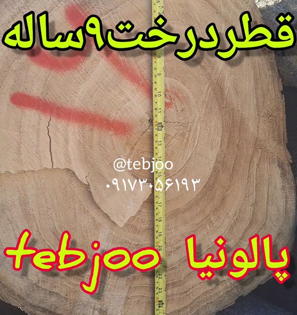 قطر تنه درخت چوب صنعتی پالونیا ۹ ساله شیراز طبجو tebjoo نهال پائولونیا 