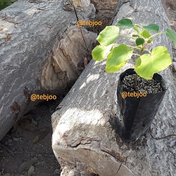 نهال پالونیا هیبرید اصلاح شده طبجو چوب گردبینه تنه درخت ۸ ساله پائولونیا 