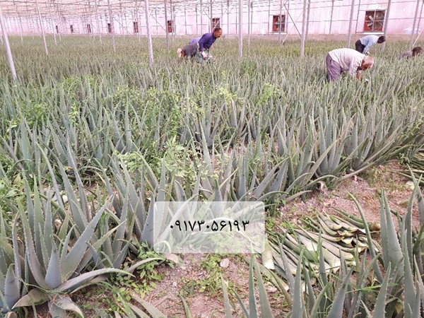 برگ آلوورا باربادنسیس میلر گل زرد گلخانه بوته آلوورا پاجوش آلوورا آلوئه ورا الوورا