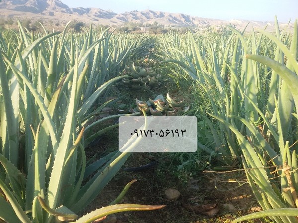 برداشت برگ آلوورا باربادنسیس میلر گل زرد مزرعه فضای باز آلوئه ورا