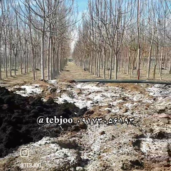 تولیدی کود برگ ارگانیک کمپوست برگ درخت پالونیا هیبرید 