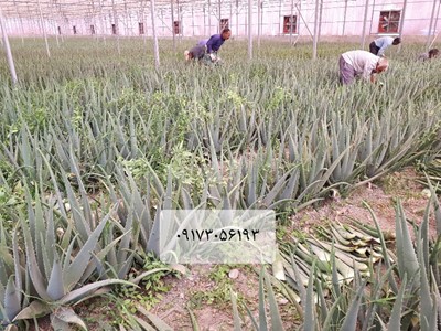 برگ دارویی آلوورا باربادنسیس میلر گل زرد گلخانه بوته آلوورا پاجوش آلوئه ورا  پودر آلوورا 