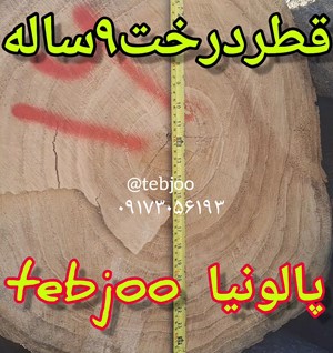 قطر درخت ۹ ساله پالونیا هیبرید چوب صنعتی پالونیا نهال پائولونیا